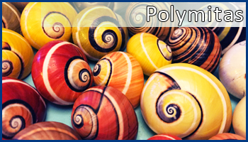 Polymitas