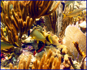 Cuban Arts & Music - piano man painting