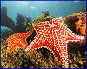 Starfish