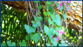 Cienfuegos Tree with Flowers