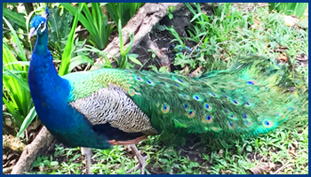 Pavo Real